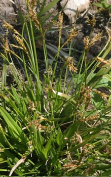 Vogelfuß Segge - braucht windgeschützten, halbschattigen Platz am Gehölzrand Gräser und Farne 