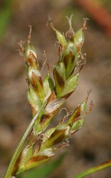 Vogelfuß Segge - braucht windgeschützten, halbschattigen Platz am Gehölzrand Gräser und Farne 