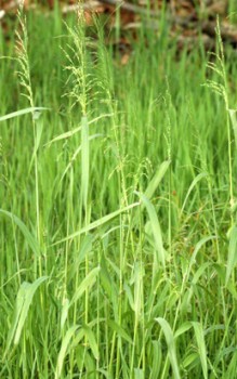 Waldgras Flattergras - ein mehrjähriges Süßgras Gräser und Farne