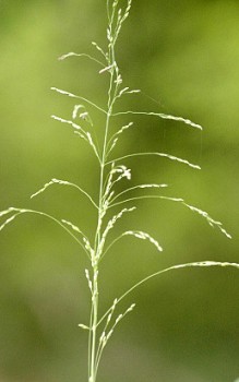 Waldgras Flattergras - ein mehrjähriges Süßgras Gräser und Farne 