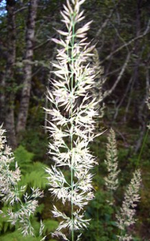 Waldgras Reitgras - Im Spätherbst können Stängel bis Boden geschnitten werden Gräser und Farne 