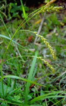 Wald Segge - liebt schattigen Platz unter Bäumen oder zwischen Sträuchern Gräser und Farne 