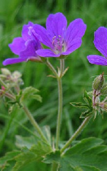 Wald-Storchschnabel Steingartenpflanzen 