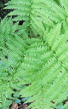 Waldfarn oder Frauenfarn - absolut winterhart keine Frostabdeckung nötig Gräser und Farne 