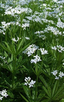 Waldmeister - gedeiht am besten in feuchter Lauberde Steingartenpflanzen 
