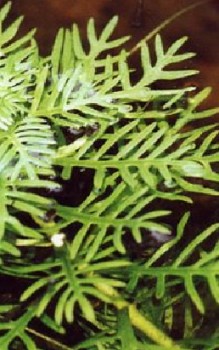 Wasserfeder Wasserpflanzen 