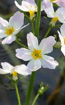 Wasserfeder Wasserpflanzen 