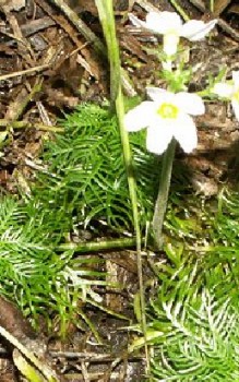 Wasserfeder Wasserpflanzen 