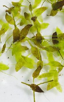 Wasserlinsen Wasserpflanzen