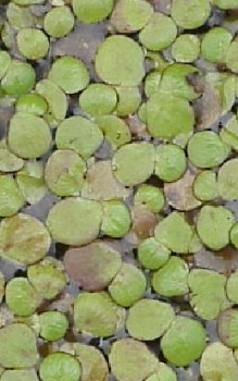 Wasserlinsen Wasserpflanzen 