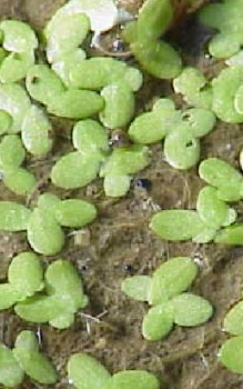 Wasserlinsen Wasserpflanzen