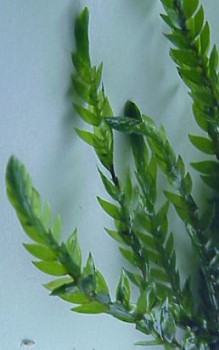 Wassermoos - biologische Entkalkung entzieht dem Teichwasser Kalk Wasserpflanzen 