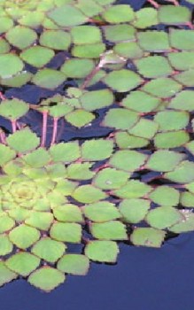 Wassernuss Wasserpflanzen
