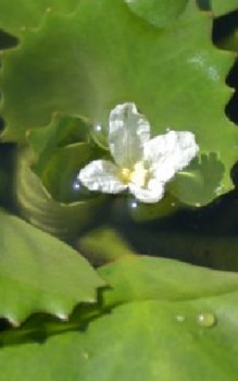 Wassernuss Wasserpflanzen 