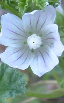 Weg Malve - Blüten sind schleimhaltig werden als Heilmittel bei Bronchitis eingesetzt Heilpflanzen