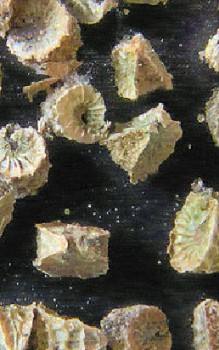 Weg Malve - Blüten sind schleimhaltig werden als Heilmittel bei Bronchitis eingesetzt Heilpflanzen 