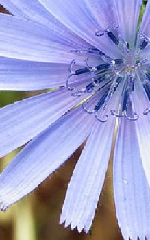 Gemeine Wegwarte Kräutergarten Pflanzen