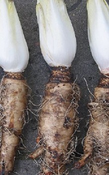 Gemeine Wegwarte Kräutergarten Pflanzen 