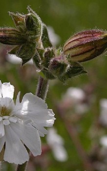 Weiße Lichtnelke Steingartenpflanzen 