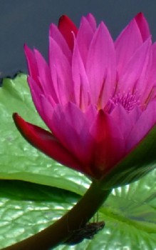 Weiße Seerose Wasserpflanzen 