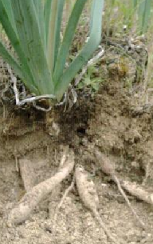 Weißer Affodill - kommt er zur Geltung als Solitärpflanze Gartenstauden