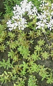 Weißer Mauerpfeffer Steingartenpflanzen 