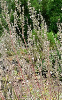 Weißer Salbei Steingartenpflanzen 