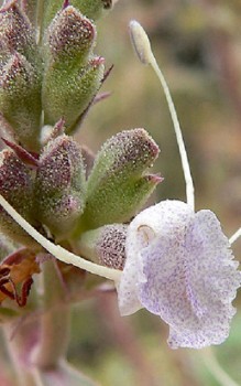 Weißer Salbei Steingartenpflanzen 