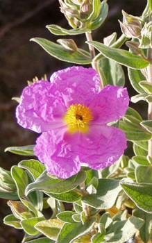 Weißliche Zistrose Staunässe verträgt sie nicht Steingartenpflanzen 