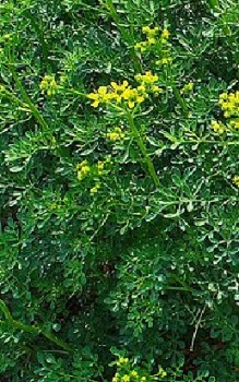 Weinraute Kräutergarten Pflanzen 