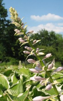 Weißrand Funkie - sollte man in den ersten Jahren nicht umpflanzen Gartenstauden 