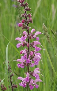 Wiesen-Salbei Steingartenpflanzen 
