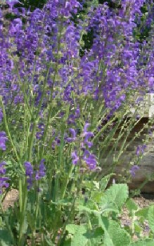 Wiesen-Salbei Steingartenpflanzen