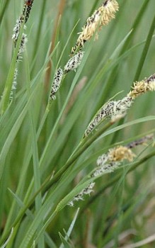 Wiesen Segge - breitet sich mit der Zeit teppichartig aus Gräser und Farne 