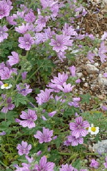 Wilde Malve - muss nur mäßig gegossen werden Heilpflanzen