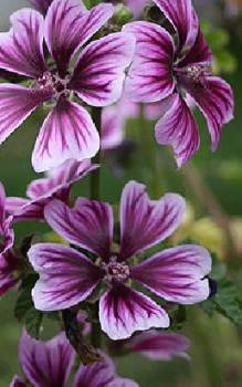 Wilde Malve - muss nur mäßig gegossen werden Heilpflanzen