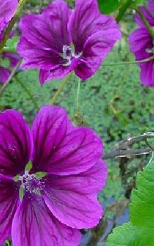 Wilde Malve - muss nur mäßig gegossen werden Heilpflanzen 