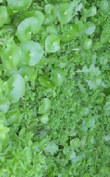 Winterpostelein - benötigen einen frischen humus- und nährstoffreichen Boden Kräutergarten Pflanzen