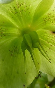 Wohlriechende Nieswurz Steingartenpflanzen