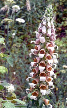 Wolliger Fingerhut - im zweiten Jahr beginnt er sich durch Selbstaussaat zu vermehren Gartenstauden 