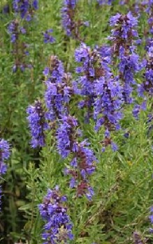 Ysop Kräutergarten Pflanzen 