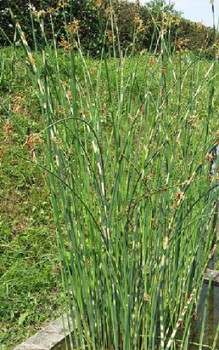 Zebra Binse oder Stachelschweingras - wärmeliebend aber auch winterhart. Wasserpflanzen