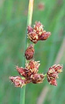 Zebra Binse oder Stachelschweingras - wärmeliebend aber auch winterhart. Wasserpflanzen 