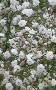 Zierliches Schleierkraut Steingartenpflanzen 