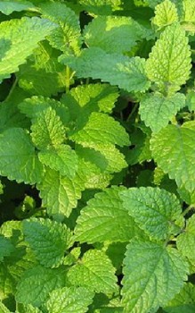 Zitronen-Melisse Heilpflanzen 