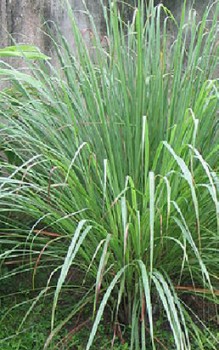 Zitronengras Kräutergarten Pflanzen 