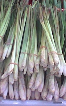 Zitronengräser wirken auf viele blutsaugende Mückenweibchen abschreckend Gräser und Farne 