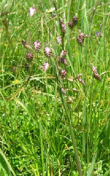 Zittergras - eignet sich für eine Bepflanzung im Steingarten oder auf dem Heidebeet Gräser und Farne