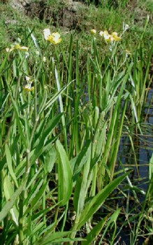 Zungenfuß Hahnenfuß - als schnellwüchsige Pflanze hat er einen hohen Nährstoffbedarf Wasserpflanzen