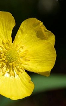 Zungenfuß Hahnenfuß - als schnellwüchsige Pflanze hat er einen hohen Nährstoffbedarf Wasserpflanzen 